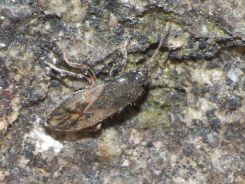 Réf. 263 706 : Megalonotus sp.